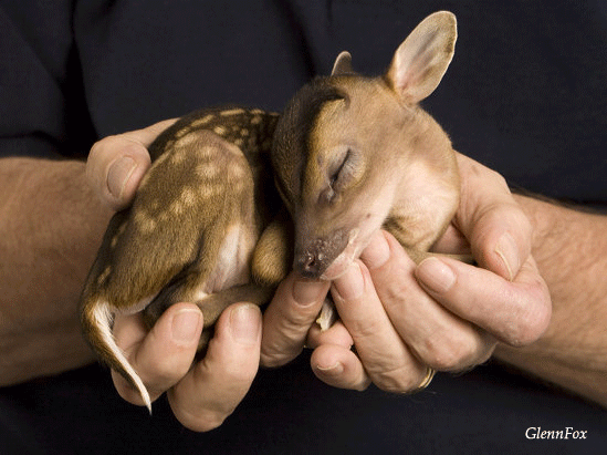 Un petit bambi.