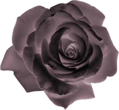 Rose noir féerique !!!