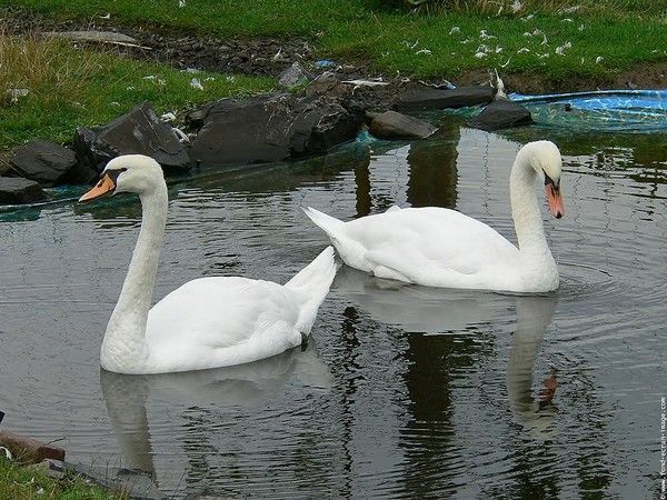 Fond d'écran cygne !!!