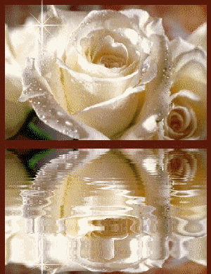 Belle rose blanche...